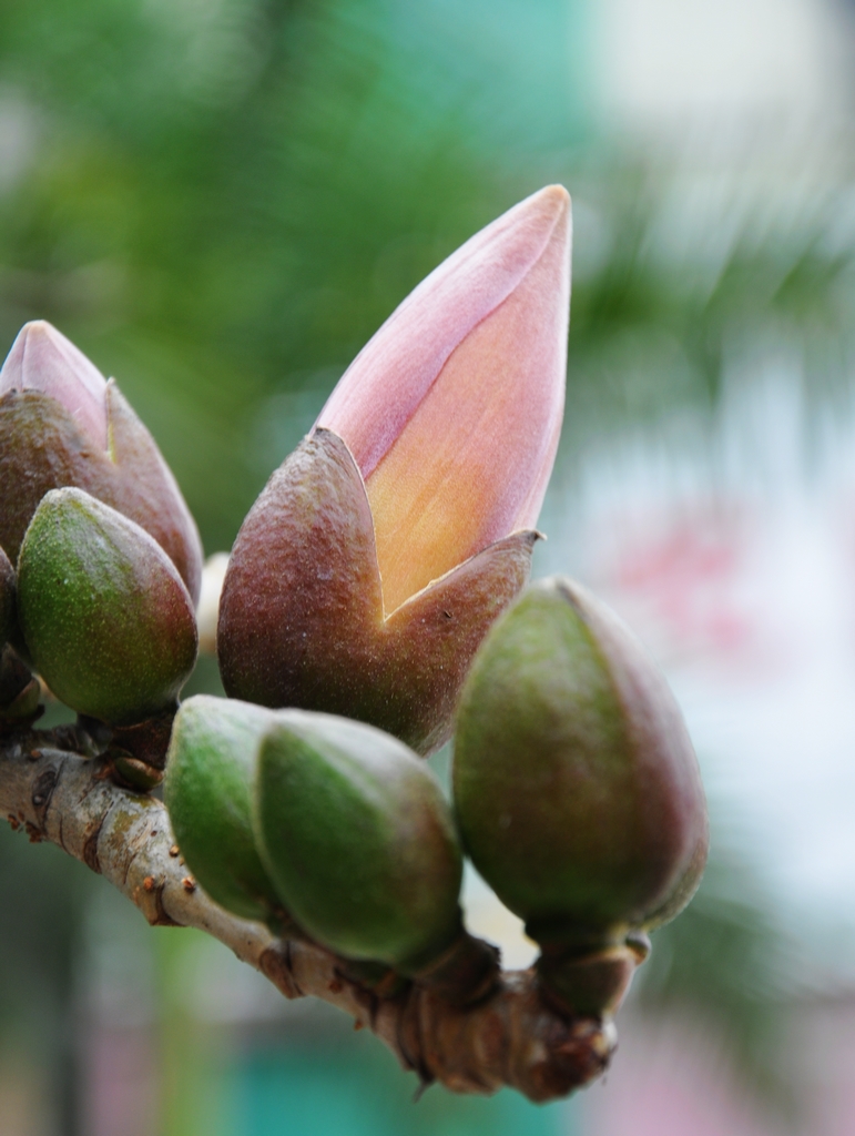 ����ľ�� 1.jpg