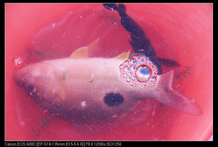 �ݶ�ƽ�� 252_nEO_IMG.jpg