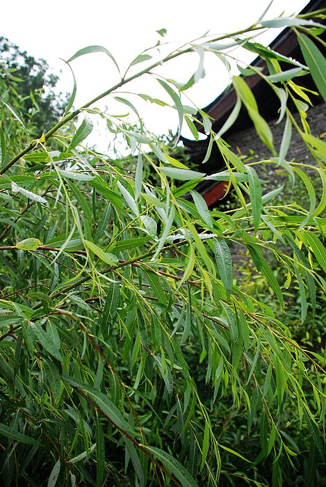 nEO_IMG_DSC0001 (287).jpg