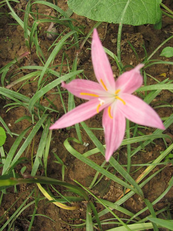 ���껨��Z.`Twinkle��