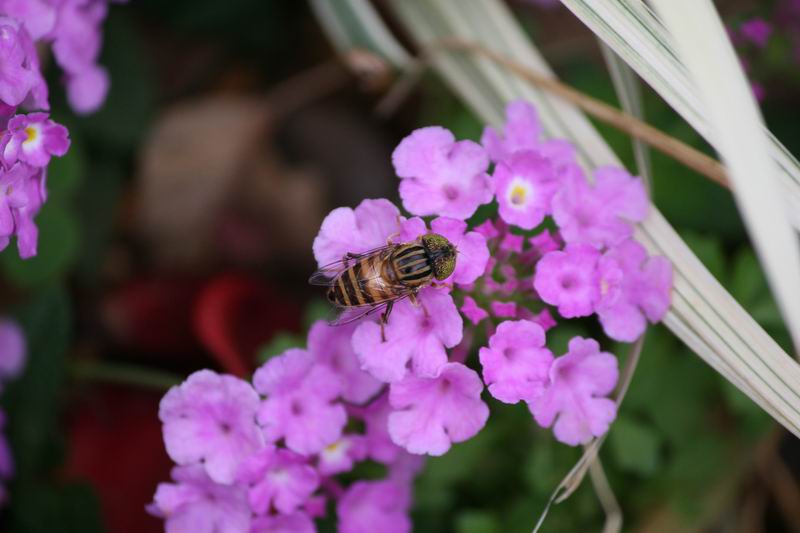 ������С IMG_1746.JPG