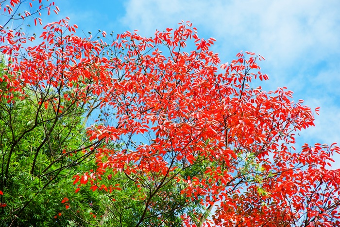 ��һ����Ҷ���ڶ��»�