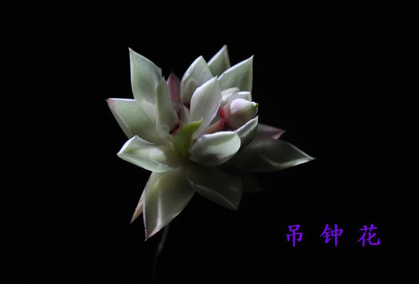 ����ĵ��ӻ� 1.jpg