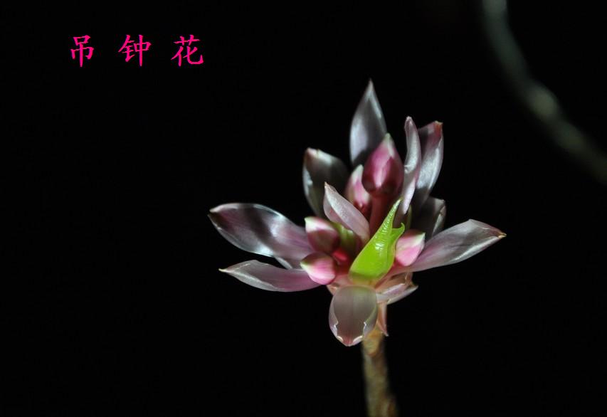 ����ĵ��ӻ� 2.jpg