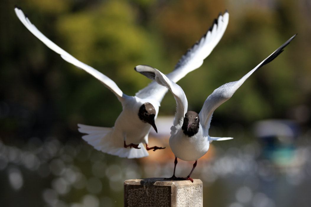 ����˫��2