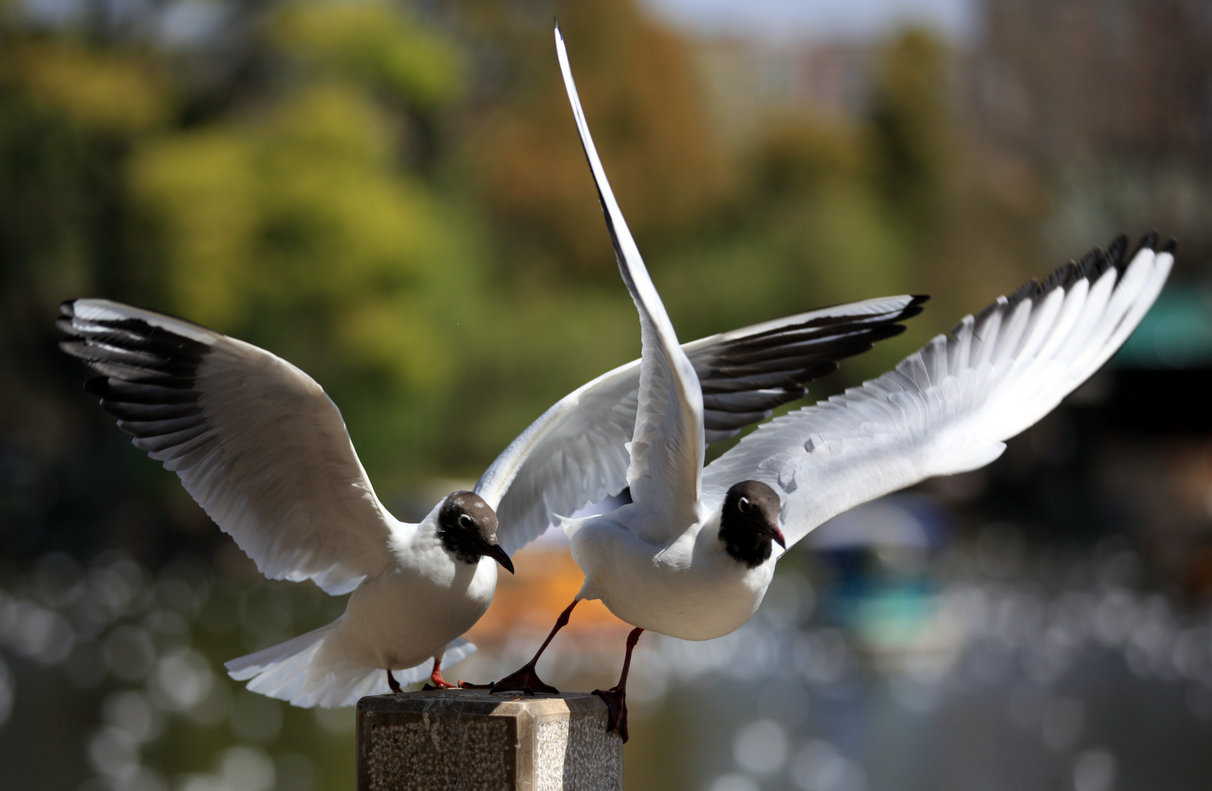 ����˫��1