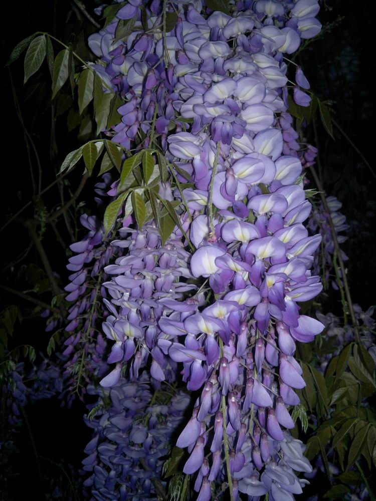 ������С ������С 201204021108.jpg