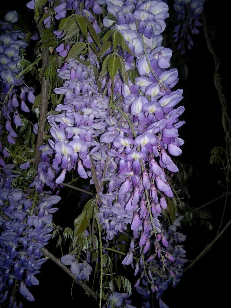 ������С ������С 201204021116.jpg