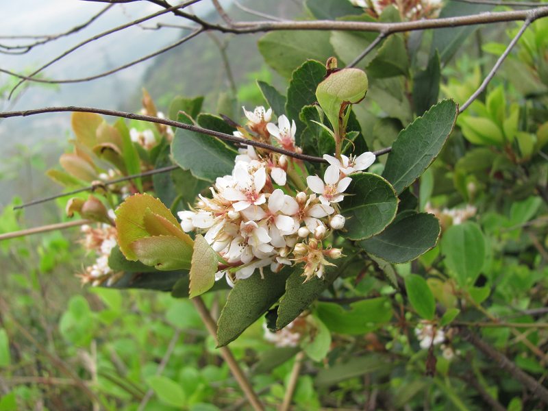 ʯ��ľ ������������