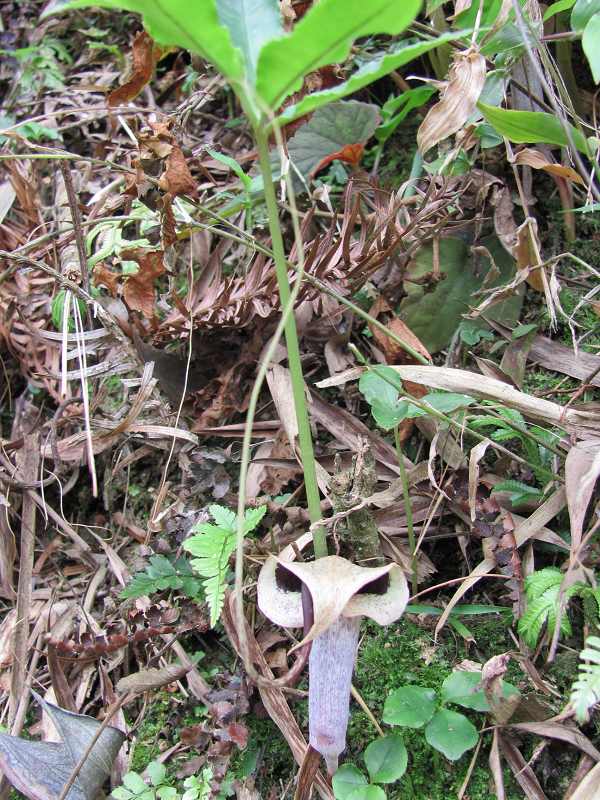 ��������������ǿ�ֲ��