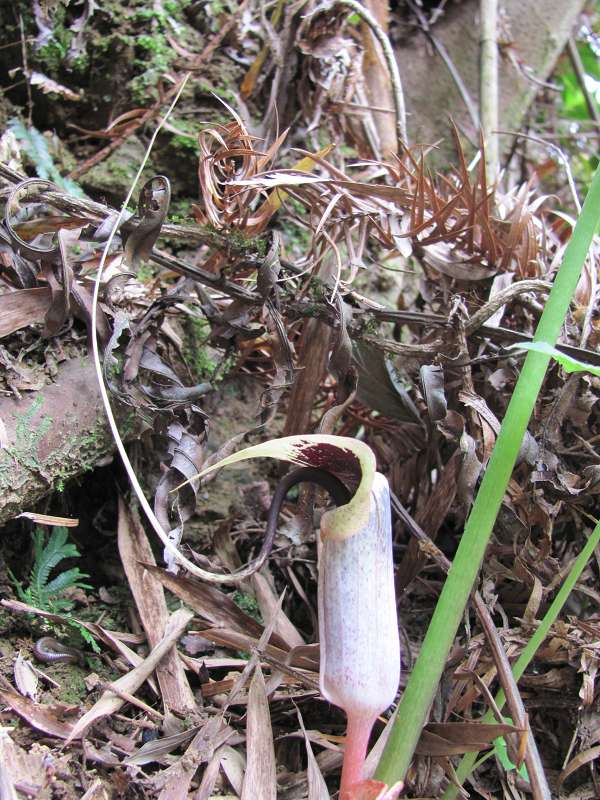 ��������������ǿ�ֲ��