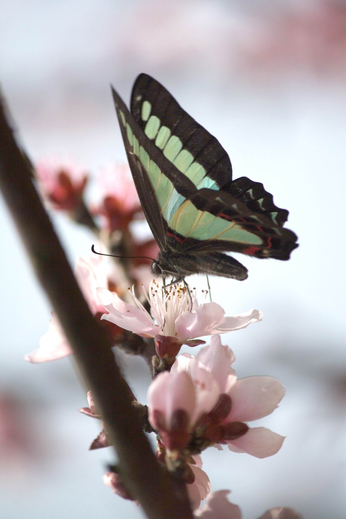 �����ع� IMG_2944.jpg