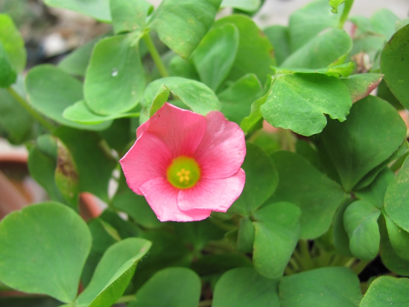 Oxalis-purpurea/purpurea 'Pink' ��ܽ��