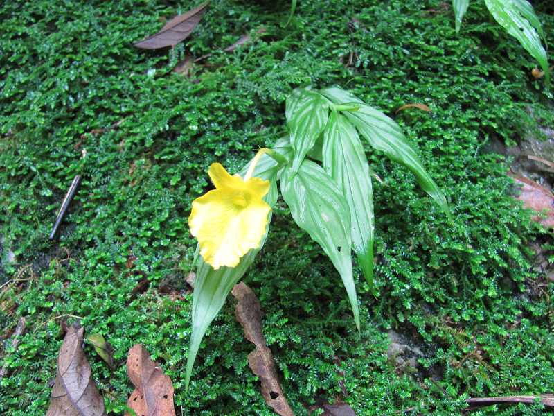 �ƻ������