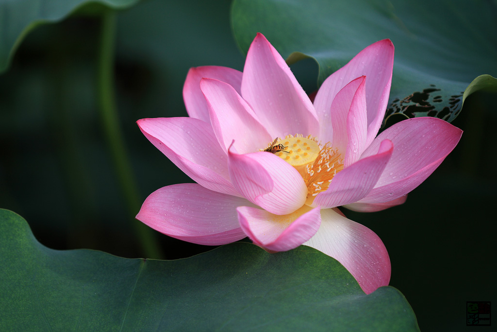 IMG_8126 ����.JPG