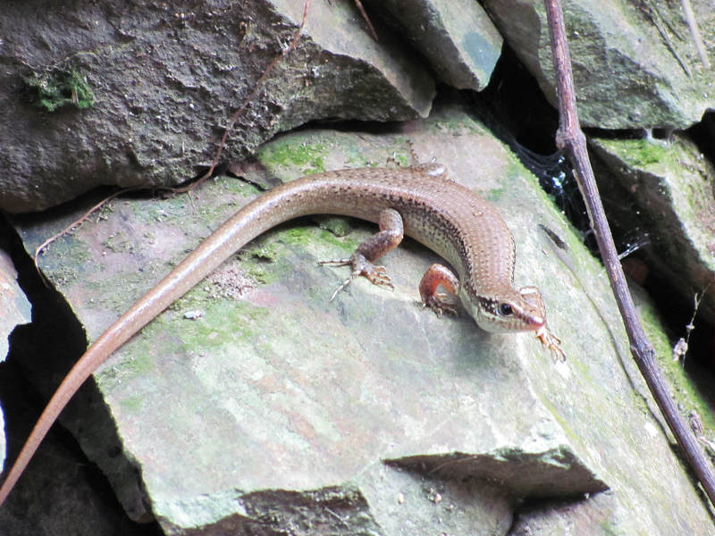 һ��ʯ����