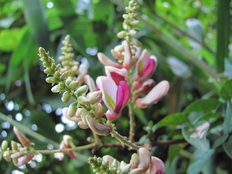 ��ë��Ѫ��