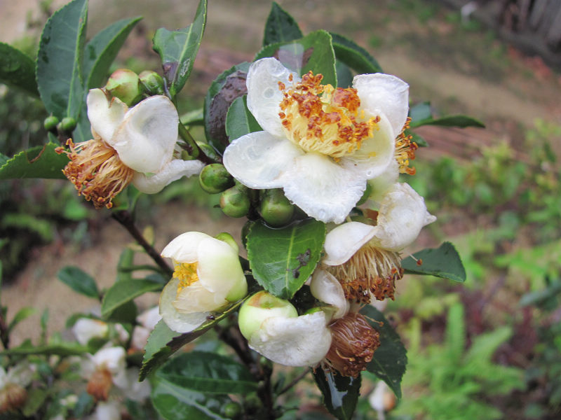 �裬ɽ��������ơ�