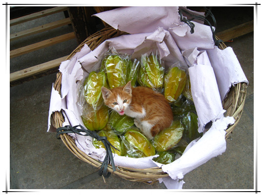 ���Լ��ķ�ʽ����һֻè