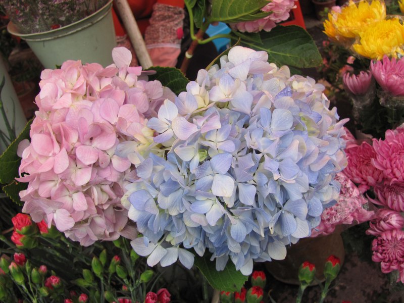 ���� Hydrangea macrophylla