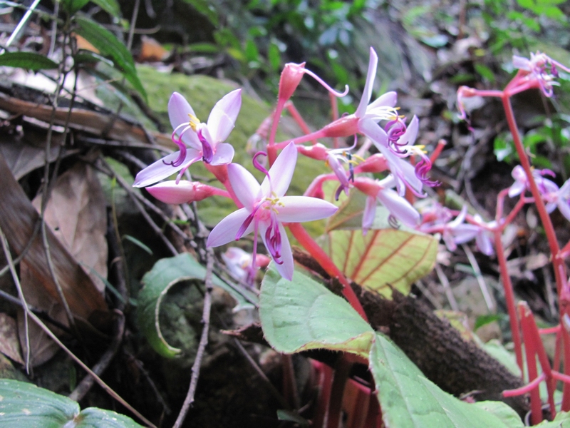 Ұĵ���Ʒ䶷���� Trib. Sonerileae Triana