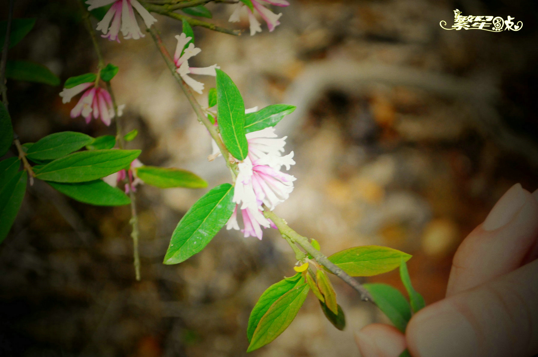 ���Ӷ����� (1).jpg