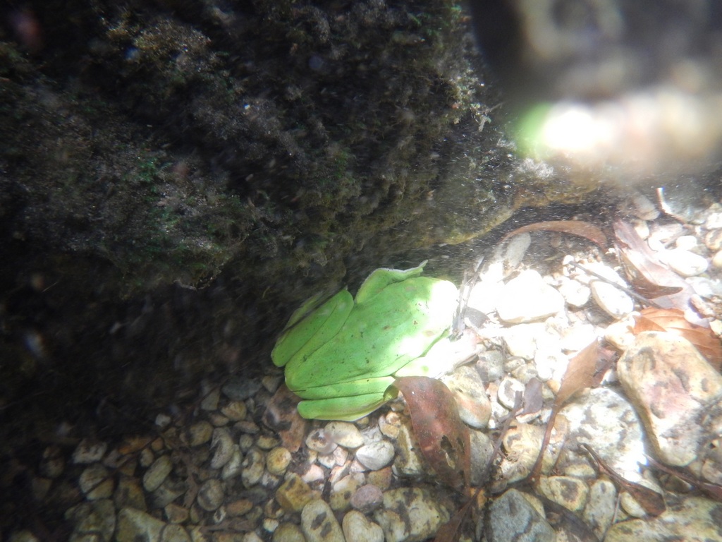 ��Ư�̾���