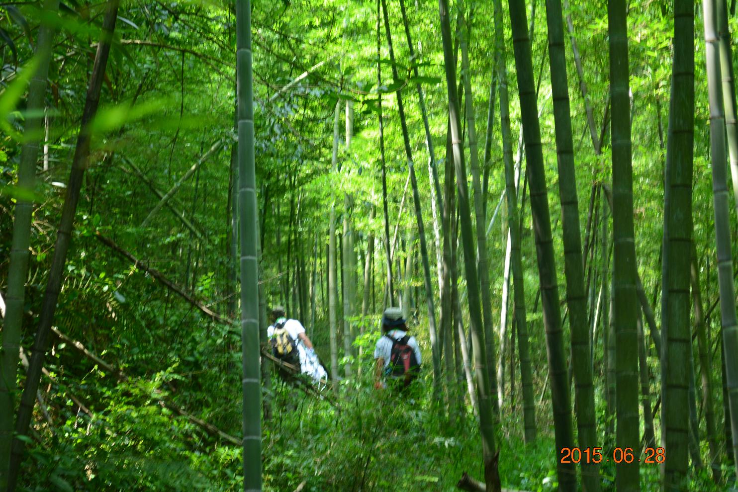 ��������ɫ��ë���ּ�