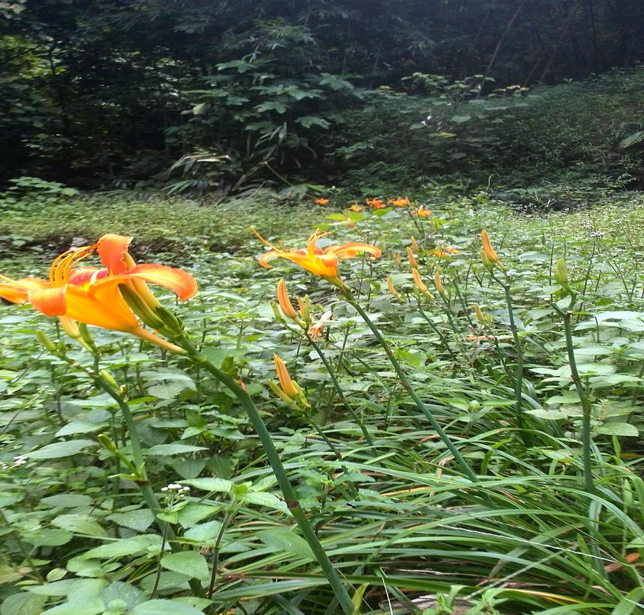 My PicturesIMG_20150729_144328.JPG