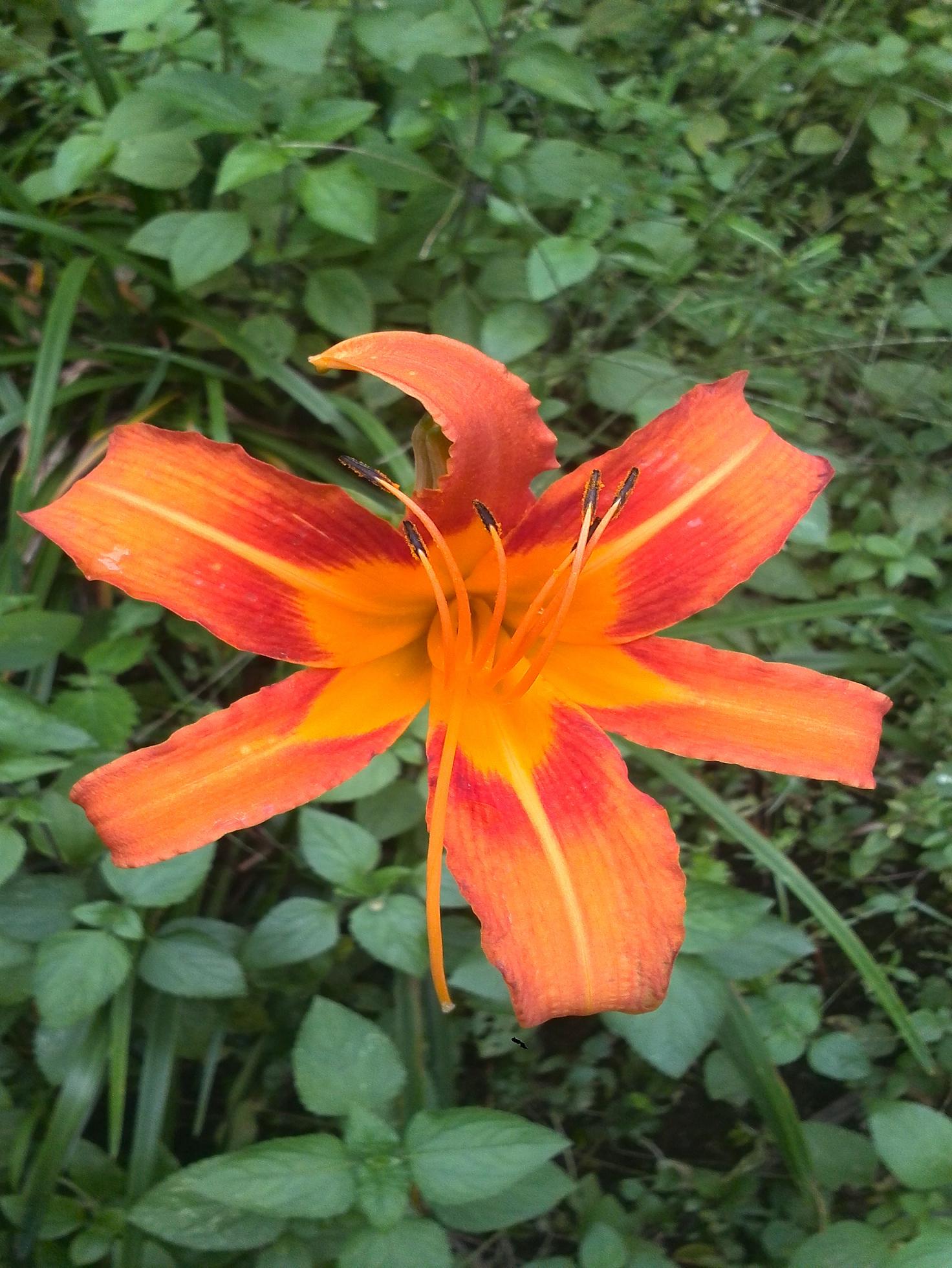 My PicturesIMG_20150729_144404.JPG