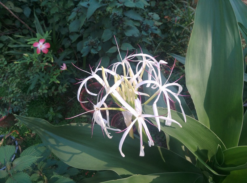 ������Ƭ