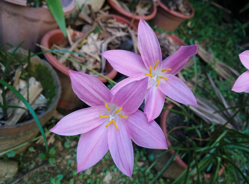 Zephyranthes 'Twinkle'