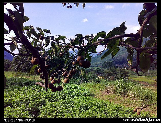 ���ϵĹ��ӣ����ֿ�ժ��