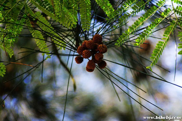 ��֪����ʲô����...