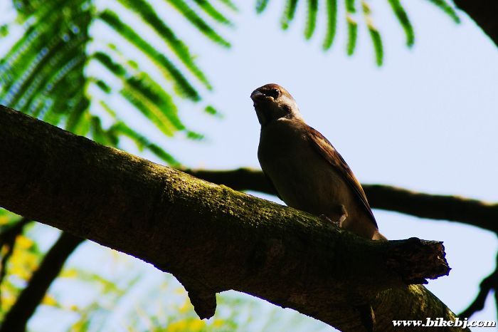 ����....�򲻵�����ֻ�ô�����...