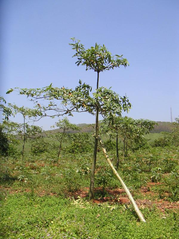 ��֪��ʲô����n���о����о���Ŷ