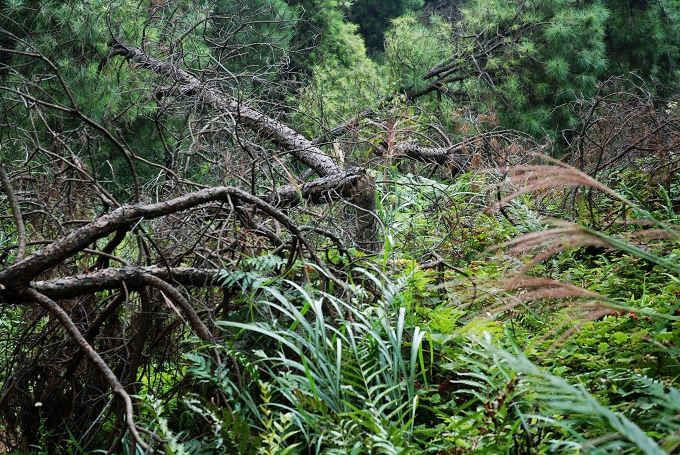 ����2008���ǈ�ѩ�Ɖ����µĺ�۔