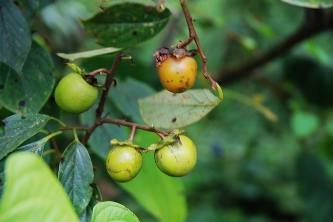 ��ɽ;ͬ��Ұ���ӡ�
