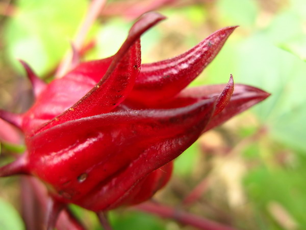 �������εĺ���K