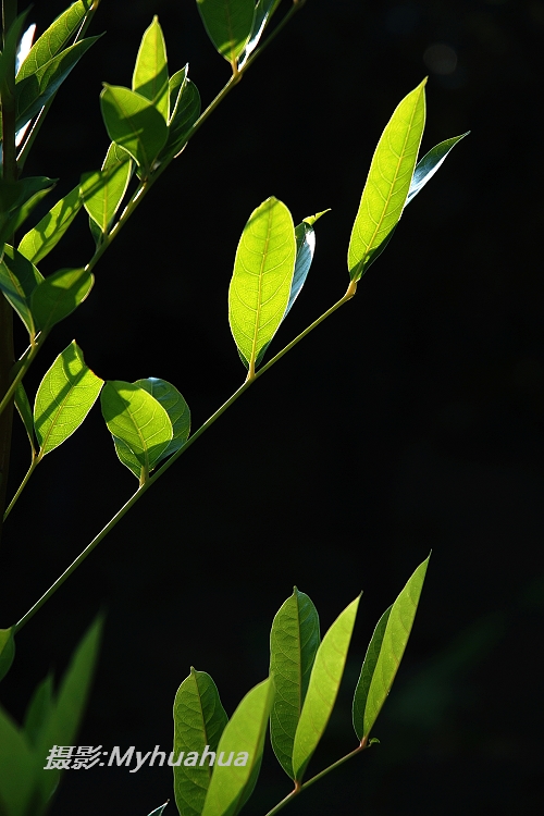 ����Ĕz��Ҷ�Ӻͻ����о�Ө��͸��Ч��