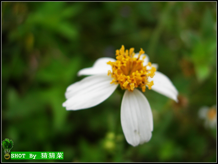 �����е�Ұ�ջ�