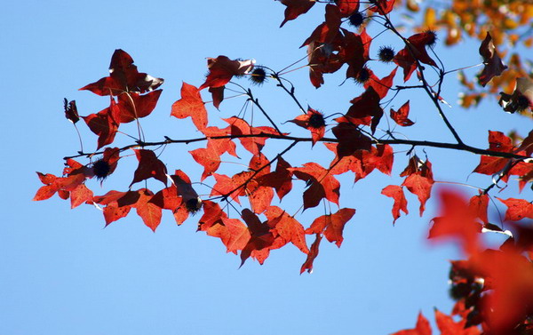 �ӻ�ʯ�ŷ�Ҷ��Ƭ �޸ģ�.jpg