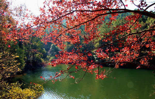 �ӻ�ʯ�ŷ�Ҷ��Ƭ �޸ģ�.jpg