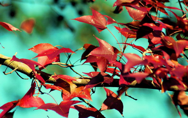 �ӻ�ʯ�ŷ�Ҷ��Ƭ �޸ģ�.jpg