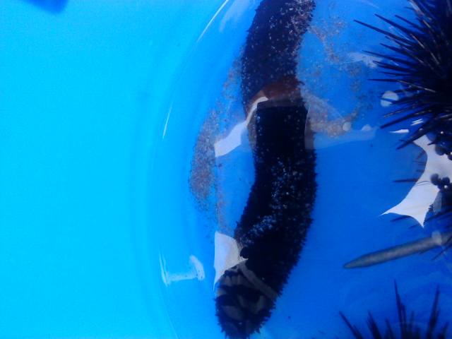 ս��Ʒ,����..