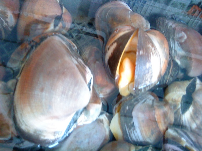 ��������ʶ��ѽ