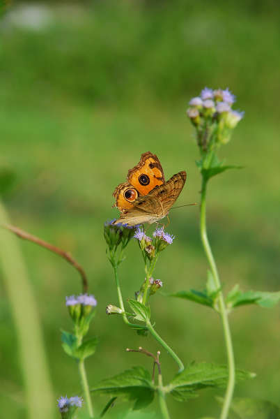 ��һ���ĺ���,һ�߽��ͷ�~