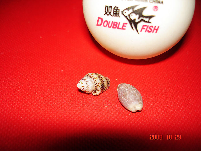 �����±��Ǵ󽱷���Ī����