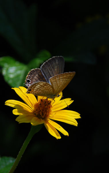 ����ɹ��������ǩ~~~