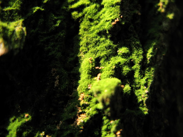 ������̦